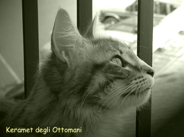 Keramet degli Ottomani, Angora Turco.