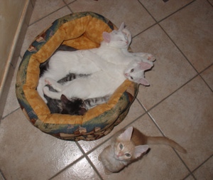degli Ottomani - Angora Turco.