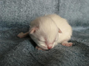 Aidha degli Ottomani - Angora Turco.