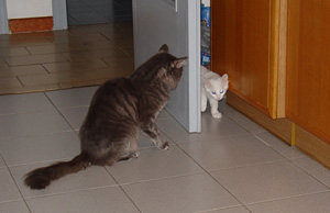 degli Ottomani - Angora Turco.