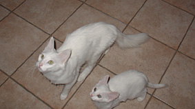 Melody e Kssem degli Ottomani - Angora Turco.