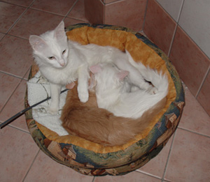 degli Ottomani - Angora Turco.