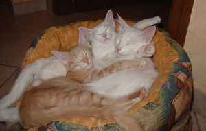 degli Ottomani - Angora Turco.