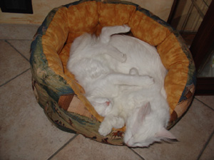 degli Ottomani - Angora Turco.