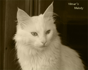 Melody - degli Ottomani - Angora Turco