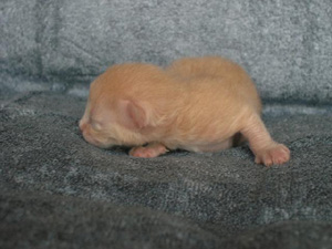 Mida degli Ottomani, Angora Turco.