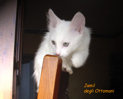 jamil degli Ottomani - Angora Turco