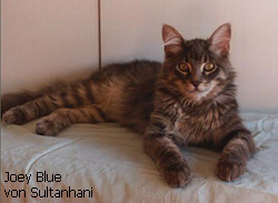 Joey-Blue von Sultanhani - Angora Turco