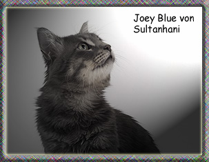 Joey-Blue von Sultanhani - Angora Turco