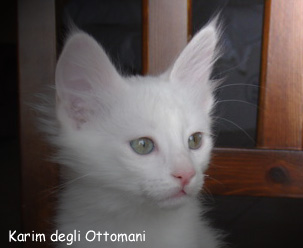 Karim degli Ottomani - Angora Turco