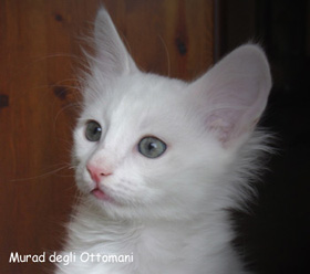 Murad degli Ottomani - Angora turco