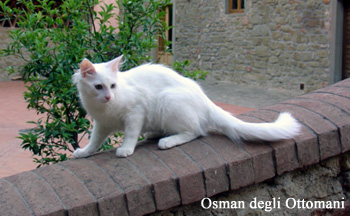 Osman degli Ottomani - Angora Turco.