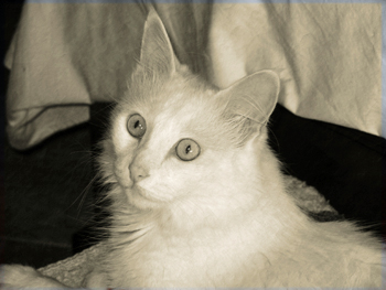 Melody degli Ottomani