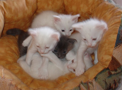 Cuccioli degli Ottomani, Angora Turco.