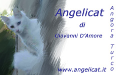 Allev.Angelicat